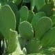 opuntia cactus pads