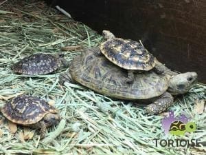 pancake tortoise care