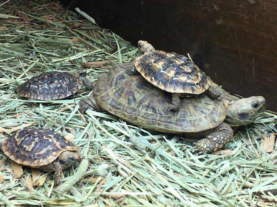 pancake tortoise breeders Tortoise for sale baby tortoises for sale