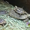 baby pancake tortoise care