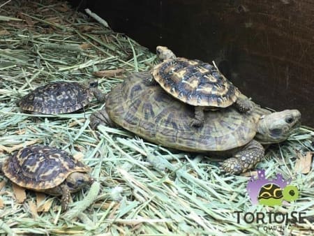 baby pancake tortoise care