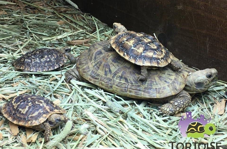 baby pancake tortoise care