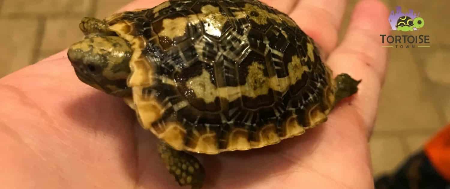 pancake tortoise for sale