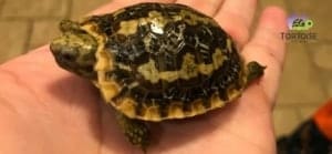 pancake tortoise for sale