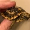 african pancake tortoise for sale