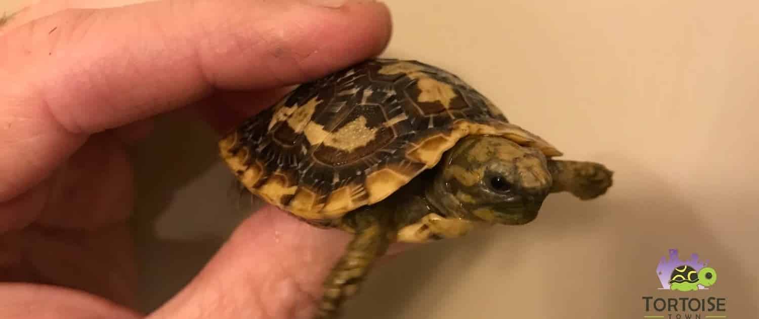 african pancake tortoise for sale