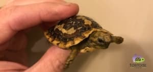 african pancake tortoise for sale