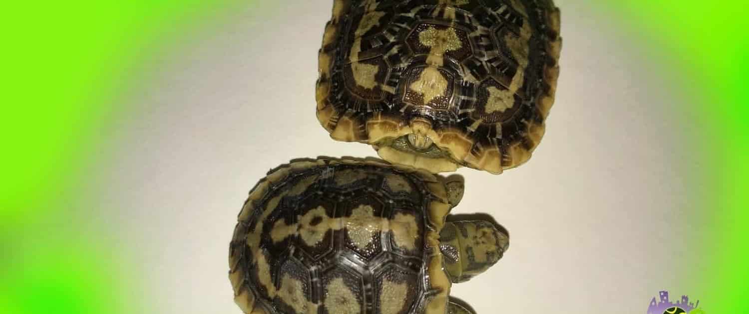 african pancake tortoise for sale