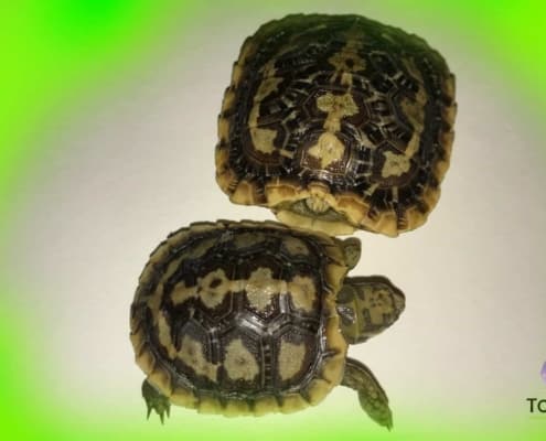 african pancake tortoise for sale