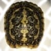 african pancake tortoises for sale