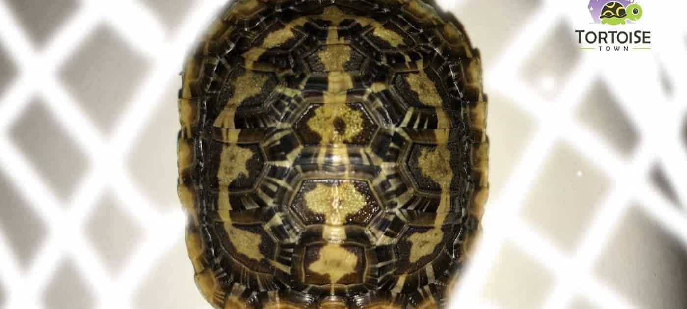 african pancake tortoises for sale