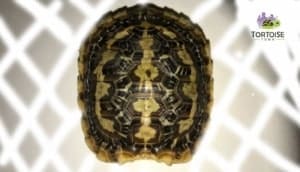 african pancake tortoises for sale