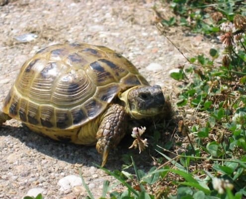 Russian tortoise for sale