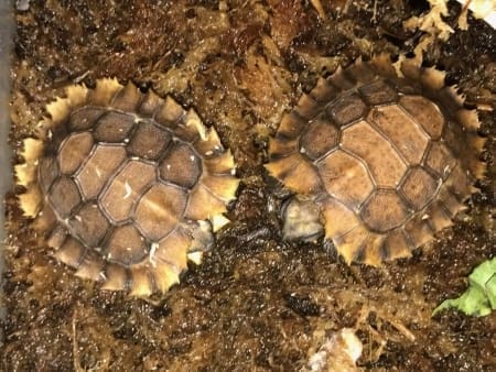 Home's hingeback tortoise for sale