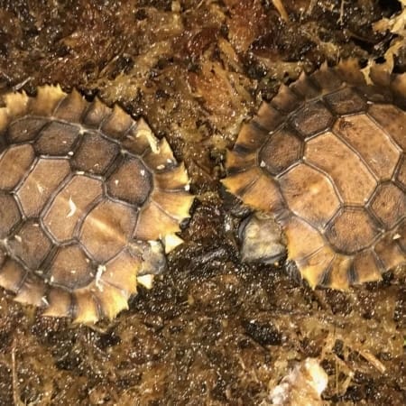 Home's hingeback tortoise for sale