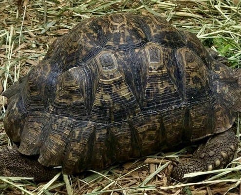 giant south african leopard tortoise