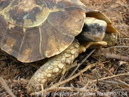 Homes Hingeback tortoises for sale