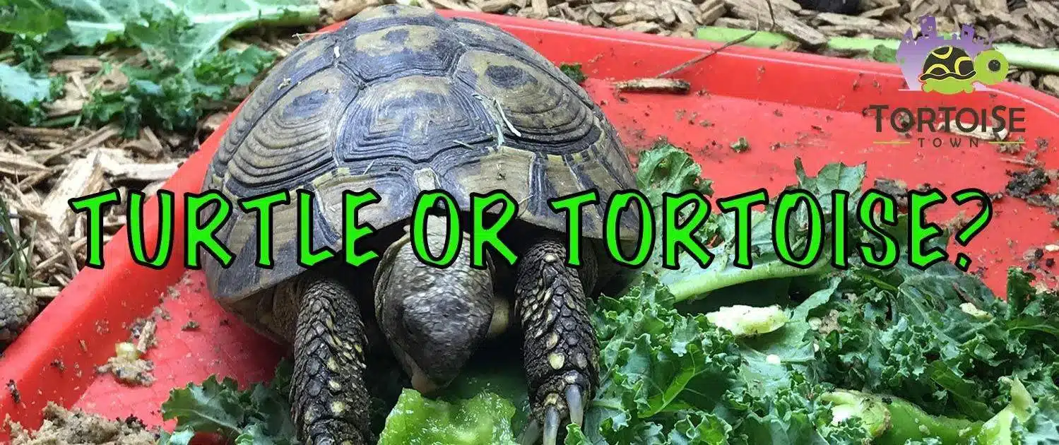 Sulcata Turtle For Sale Russian Turtle For Sale Red Foot