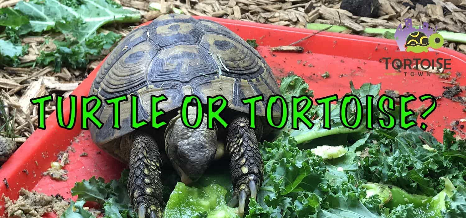 turtleortortoise Tortoise for sale baby tortoise for sale buy