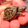 Florida box turtle for sale