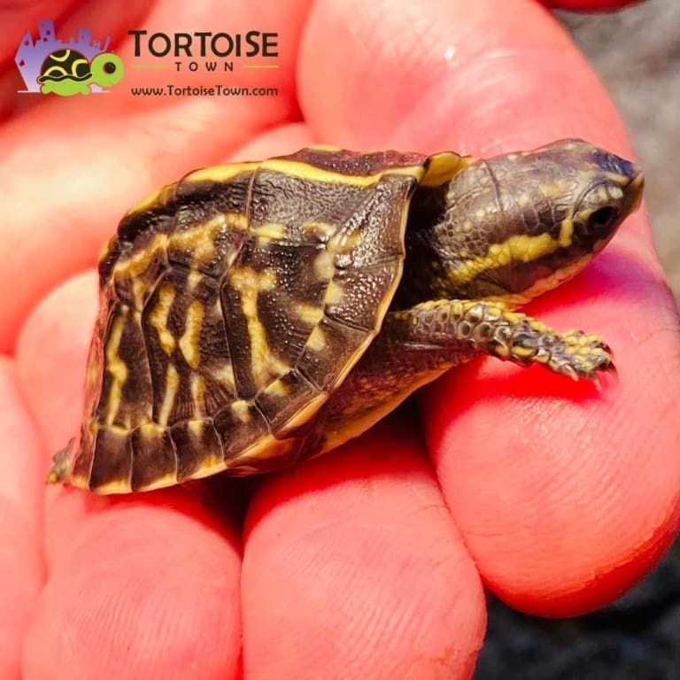 florida box turtle for sale online buy baby florida box turtles for sale