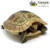 baby elongated tortoise