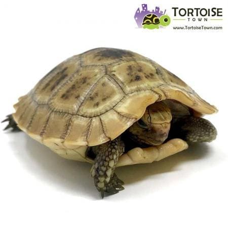 Elongated tortoise