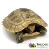 baby elongated tortoise for sale