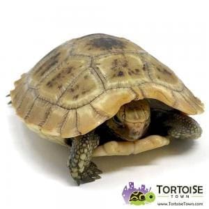 types of tortoise for sale