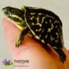 box turtle for sale