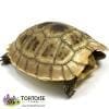 Elongated tortoise