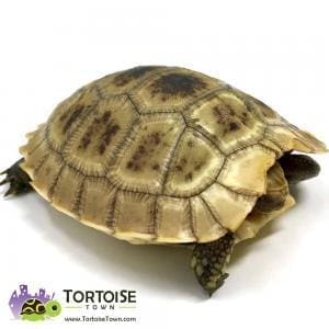 Elongated tortoise care