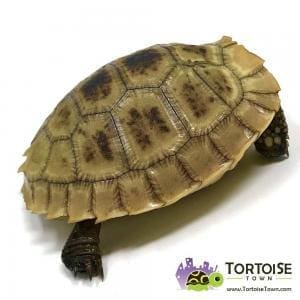 Elongated tortoise breeders