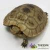 elongated tortoise for sale