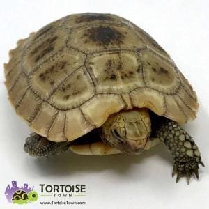 Elongated tortoises for sale