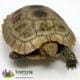 Elongated tortoise for sale