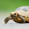 elongated tortoise for sale