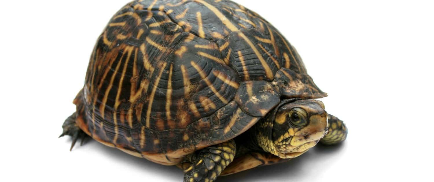 florida box turtles for sale