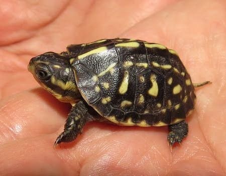 florida box turtle for sale