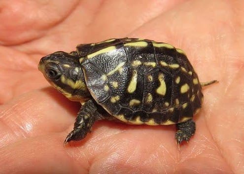 florida box turtle for sale