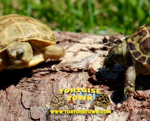 baby Russian tortoise for sale