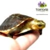 Chinese box turtle for sale