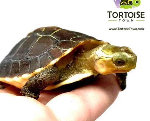 Chinese box turtle for sale