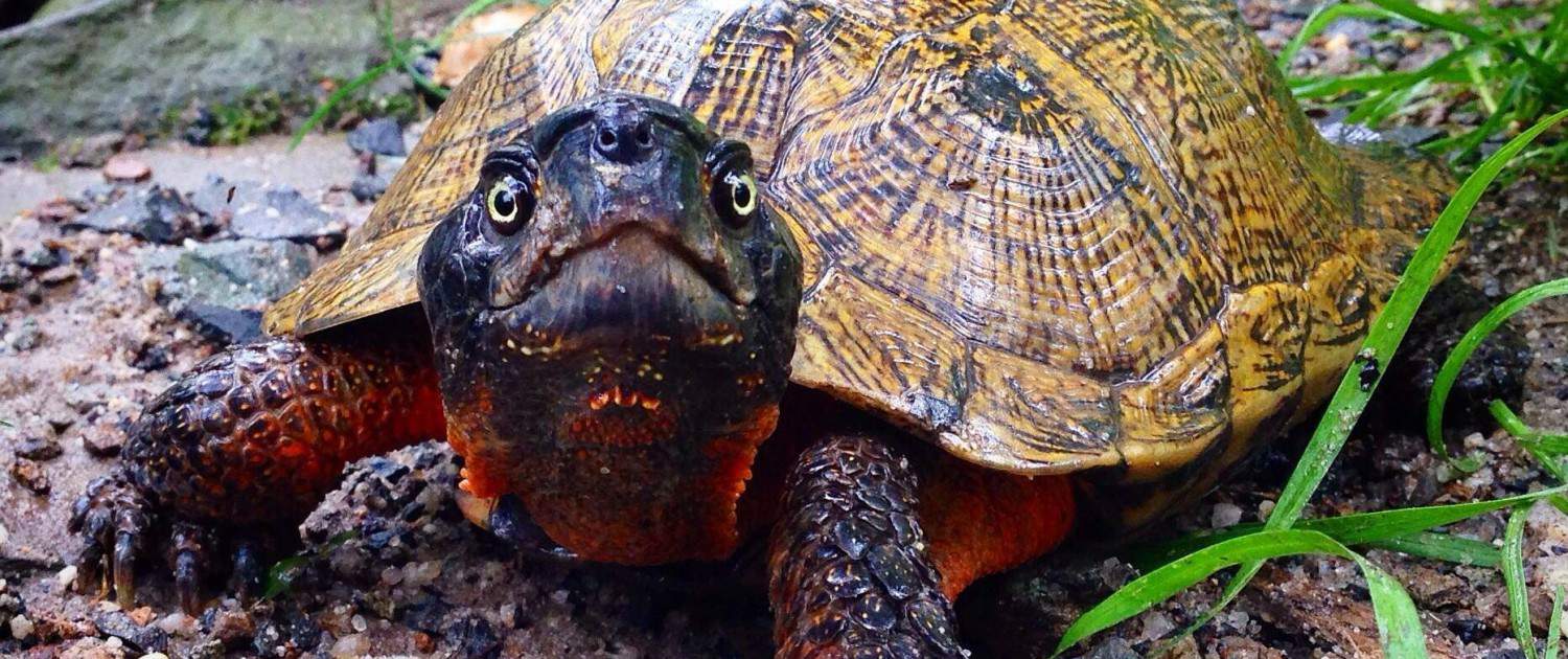 north american wood turtle for sale