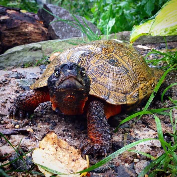 north american wood turtle for sale