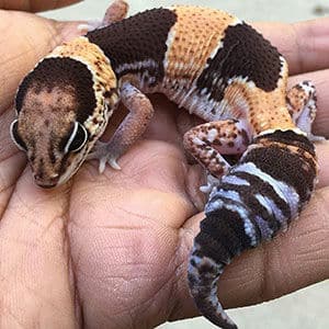 african fat tail gecko for sale