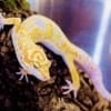 albino leopard gecko for sale