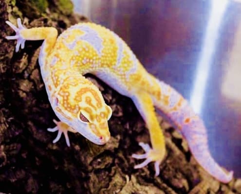 albino leopard gecko