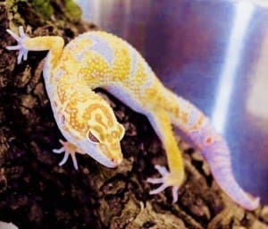 albino leopard gecko for sale