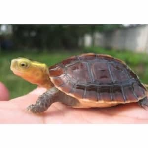 baby Chinese box turtle